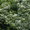 Winter King Hawthorn #5 - Image 3